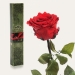 Долгосвежая роза Алый Рубин в подарочной упаковке (не вянут от 6 месяцев до 5 лет) на коротком стебле