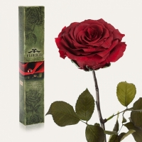 Фото Долгосвежая роза Багровый Гранат 5 карат на коротком