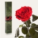 Долгосвежая роза Красный Рубин 7 карат (короткий стебель)