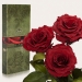 Три долгосвежих розы Багровый Гранат 7 карат (средний стебель)