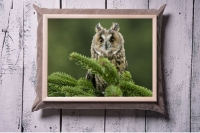 Tray with a pillow Forest owl