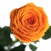 Три долгосвежих розы Оранжевый Цитрин 7 карат (короткий стебель)