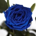 Долгосвежая роза Синий Сапфир 7 карат (средний стебель)
