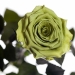 Три долгосвежих розы Лаймовый Нефрит 5 карат (короткий стебель)
