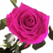 Три долгосвежих розы Малиновый Родолит 7 карат (короткий стебель)
