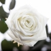 Долгосвежая роза Белый Бриллиант 5 карат на коротком