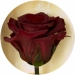 Долгосвежая роза Багровый Гранат 5 карат на коротком