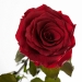 Фото1 Три долгосвежих розы Багровый Гранат 7 карат (средний стебель)