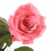 Три долгосвежих розы Розовый Кварц 5 карат (средний стебель)