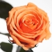 Долгосвежая роза Золотистый Хризоберилл 7 карат (короткий стебель)
