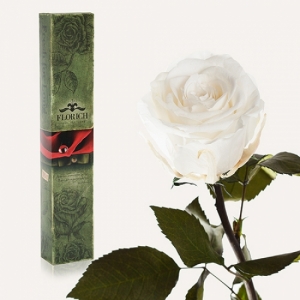 Фото Долгосвежая роза Белый Бриллиант 7 карат (короткий стебель)