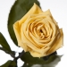 Три долгосвежих розы Желтый Топаз 7 карат (средний стебель)