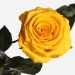 Долгосвежая роза Солнечный Цитрин 7 карат (короткий стебель)