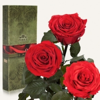 Фото Три долгосвежих розы Красный Рубин 7 карат (средний стебель)