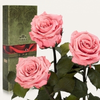 Фото Три долгосвежих розы Розовый Кварц 7 карат (короткий стебель)