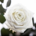 Три долгосвежих розы Белый Бриллиант  5 карат на коротком