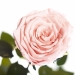 Долгосвежая роза Розовый Жемчуг 5 карат на коротком стебле