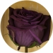 Долгосвежая роза Фиолетовый Аметист в подарочной упаковке 5 карат