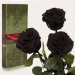 Три долгосвежих розы Черный Бриллиант 7 карат (средний стебель)