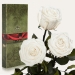 Три долгосвежих розы Белый Бриллиант 7 карат (средний стебель)
