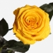 Три долгосвежих розы Золотистый Хризоберилл в подарочной упаковке (не вянут от 6 месяцев до 5 лет)
