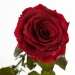 Три долгосвежих розы Багровый Гранат 5 карат на коротком стебле