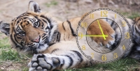 Часы на холсте Тигр 25х50