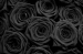 Три долгосвежих розы Черный Бриллиант 5 карат на коротком