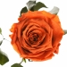 Три долгосвежих розы Огненный Янтарь 5 карат (короткий стебель)
