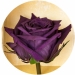 Три долгосвежих розы Фиолетовый аметист в подарочной упаковке (не вянут от 6 месяцев до 5 лет)