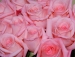 Три долгосвежих розы Розовый Кварц 5 карат на коротком
