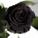 Долгосвежая роза Черный Бриллиант 5 карат на коротком
