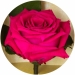 Долгосвежая роза Малиновый Родолит 5 карат на коротком стебле
