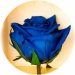 Долгосвежая роза Синий САПФИР (5 карат на коротком стебле)