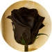 Долгосвежая роза Черный Бриллиант 5 карат на коротком
