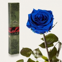 Долгосвежая роза Синий Сапфир 5 карат (средний стебель)