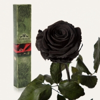 Долгосвежая роза Черный Бриллиант 7 карат (короткий стебель)