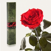 Долгосвежая роза Красный Рубин 5 карат