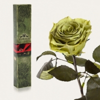 Долгосвежая роза Лаймовый Нефрит 7 карат (средний стебель)
