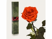 Долгосвежая роза Огненный янтарь 5 карат на коротком стебле