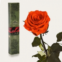 Долгосвежая роза Огненный Янтарь 7 карат (короткий стебель)
