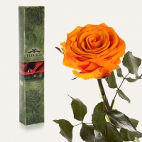 Долгосвежая роза Оранжевый Цитрин 7 карат (короткий стебель)