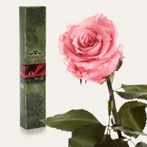 Фото Долгосвежая роза Розовый Кварц 7 карат (средний стебель)
