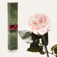 Долгосвежая роза Розовый Жемчуг 7 карат (короткий стебель)