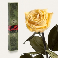 Долгосвежая роза Желтый Топаз 7 карат (короткий стебель)