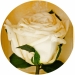 Долгосвежая роза Белый Бриллиант в подарочной упаковке (не вянут от 6 месяцев до 5 лет)
