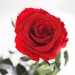Три долгосвежих розы Алый Рубин 5 карат на коротком