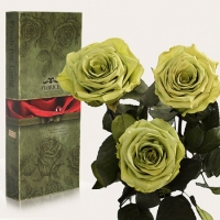 Три долгосвежих розы Лаймовый Нефрит 5 карат (короткий стебель)